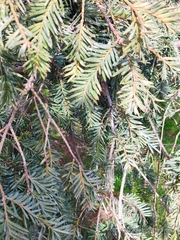Taxus baccata