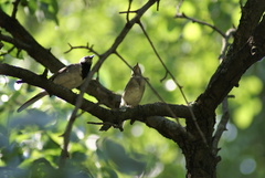 Motacilla alba