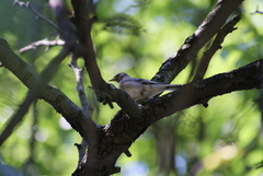 Motacilla alba