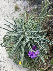 Matthiola incana