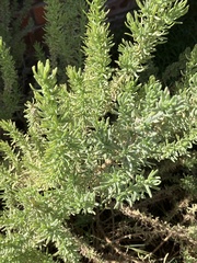 Athanasiinae