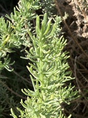 Athanasiinae