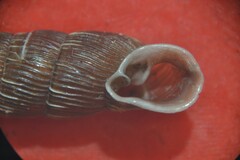 Alinda biplicata