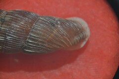 Alinda biplicata