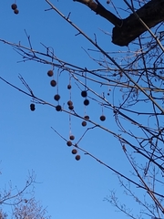 Platanus
