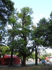 Gleditsia amorphoides