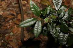 Heritiera trifoliolata