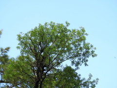 Gleditsia amorphoides