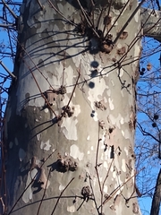 Platanus