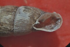 Laciniaria plicata