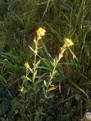Erysimum marschallianum