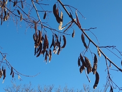 Robinia pseudoacacia