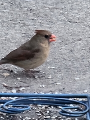 Cardinalis cardinalis