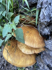 Gymnopilus ventricosus