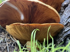 Gymnopilus ventricosus