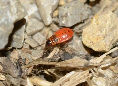 Pyrrhocoris apterus