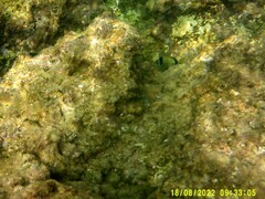 Diplodus vulgaris