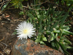 Corpuscularia