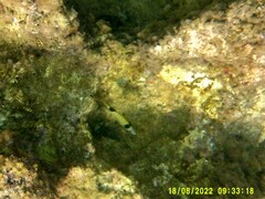 Diplodus vulgaris