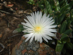 Corpuscularia