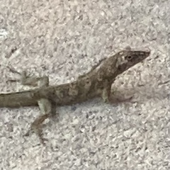 Anolis aeneus