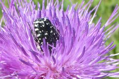 Oxythyrea funesta