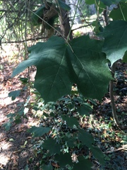 Acer platanoides
