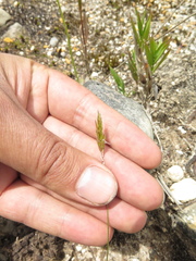 Anthoxanthum odoratum