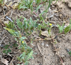 Camissoniopsis micrantha