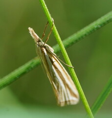 Hednota grammellus