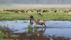 Connochaetes taurinus mearnsi