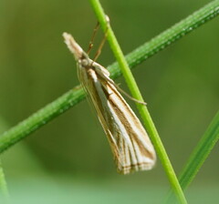 Hednota grammellus