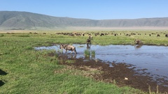 Connochaetes taurinus mearnsi