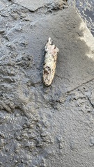 Mugil cephalus
