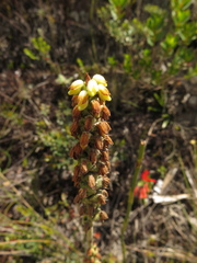 Gomphichis