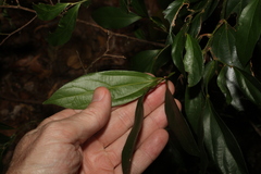 Cryptocarya triplinervis pubens