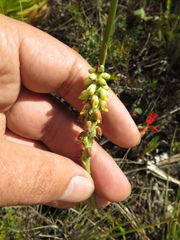 Gomphichis
