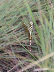 Zosteraeschna minuscula