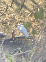 Ardea alba modesta