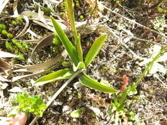 Gomphichis