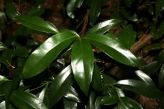 Cryptocarya laevigata