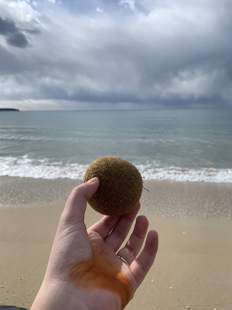 Photo of Neptune grass (Posidonia oceanica)