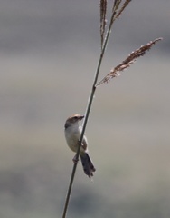 Cisticola