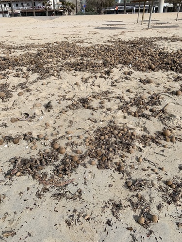 Photo of Neptune grass (Posidonia oceanica)