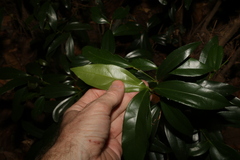 Cryptocarya laevigata