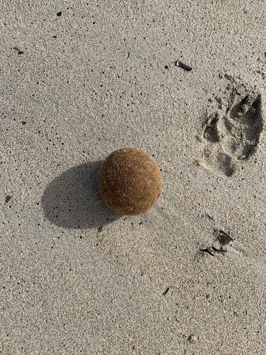 Photo of Neptune grass (Posidonia oceanica)