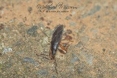 Proderus suberythropus