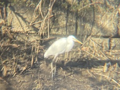 Ardea alba modesta