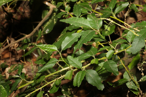 Monococcus echinophorus (Monococcus echinophorus)