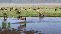 Connochaetes taurinus mearnsi